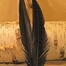 Ringneck Pheasant Tail Center Tail Pairs
